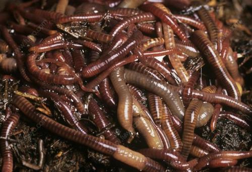 小蚯蚓照片,小蚯蚓的生态足迹